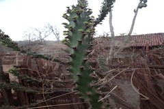 Euphorbia neriifolia